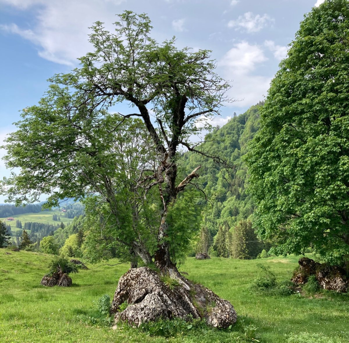 Baumpflege Arbeit