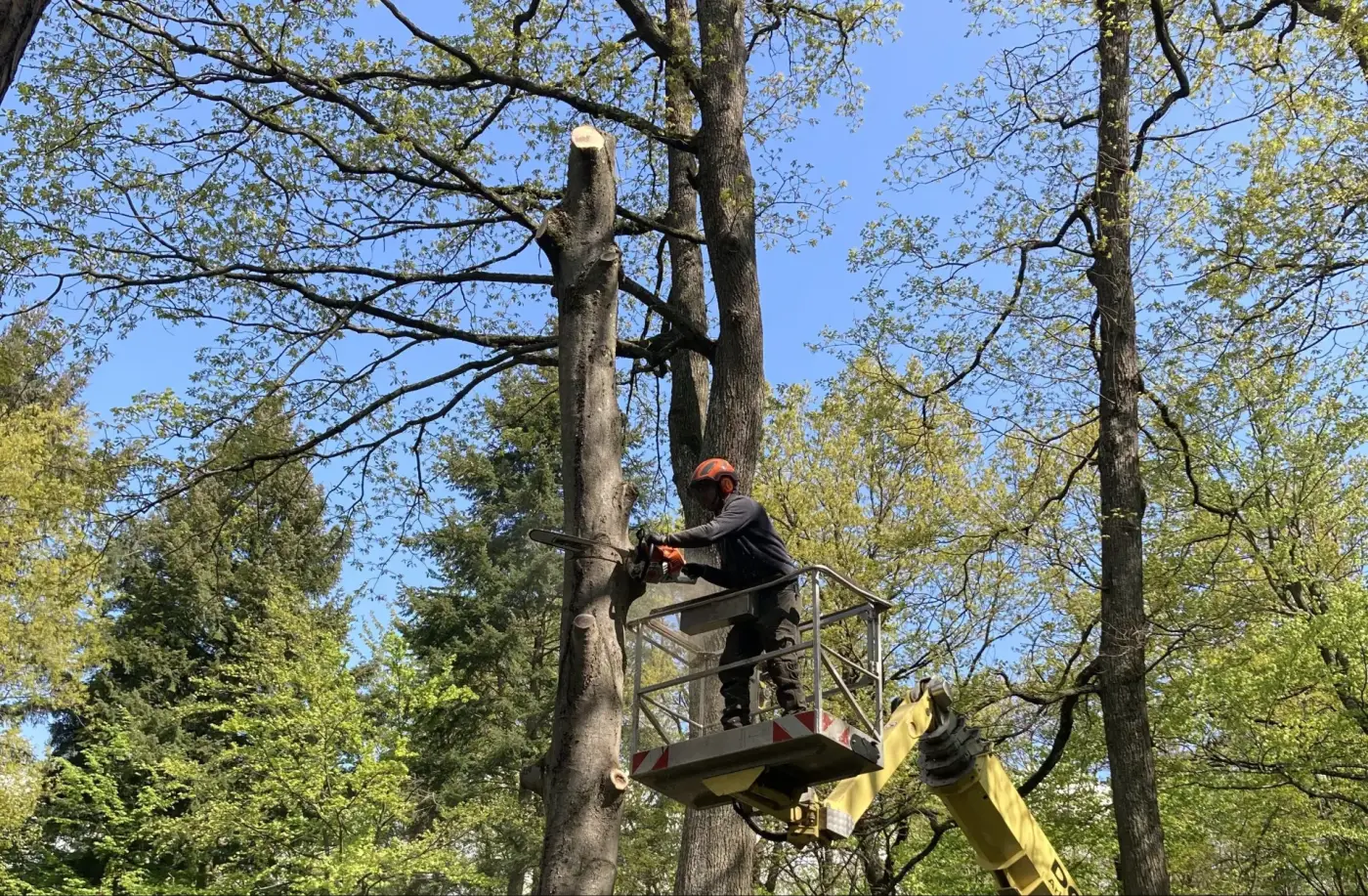 Baumfällung