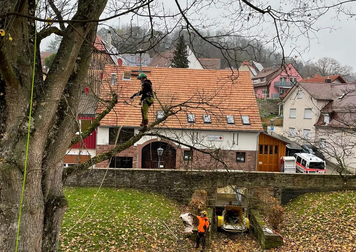 Baumpflege im Einsatz